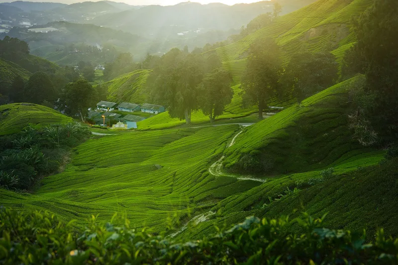 Sunlight over a valley of tea fields with a few buildings among the trees