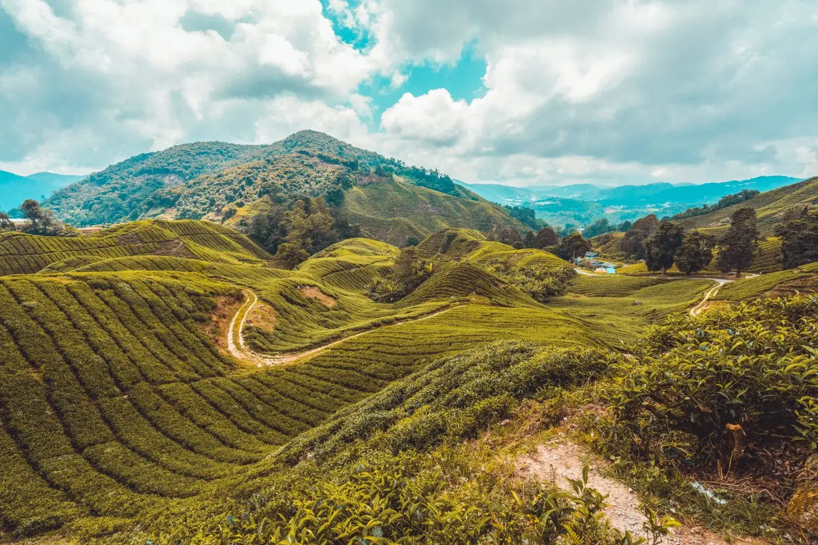 Tea fields on rolling hills with a winding track, a forested peak behind