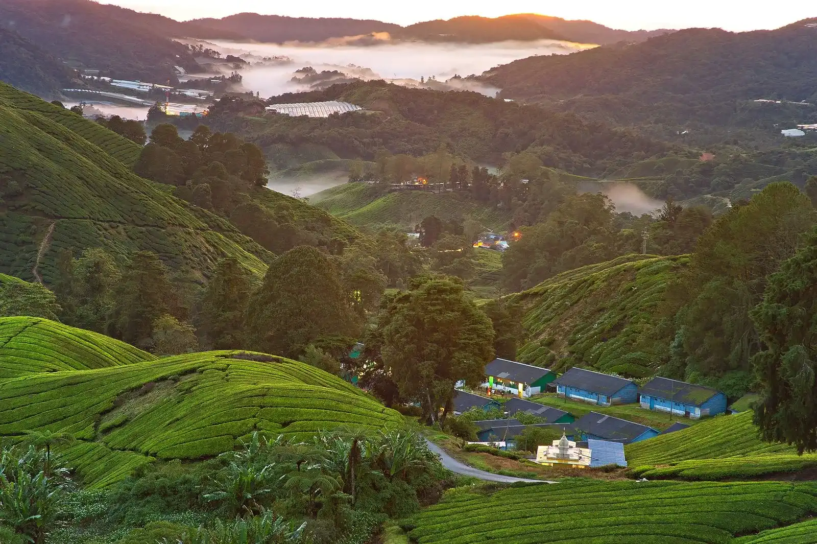 Valley of tea fields and workers' houses with mist over the hills at sunrise