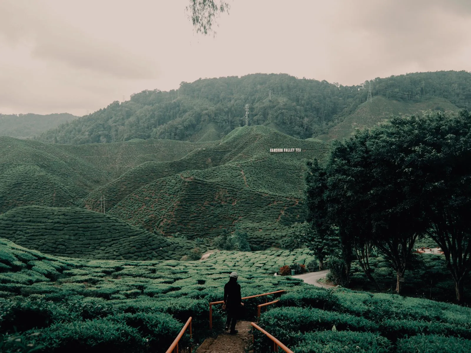A walker on a path through tea fields below forested hills