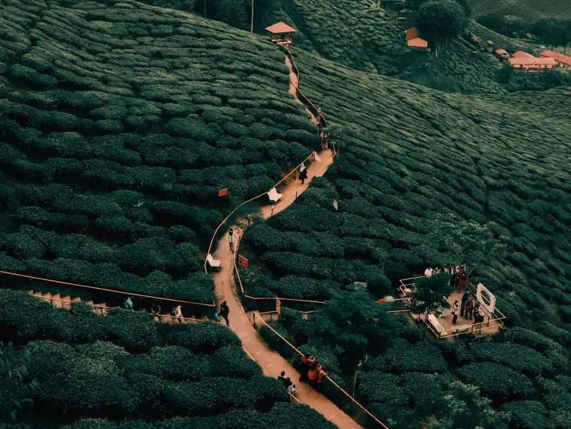 Aerial view of a footpath winding through tea bushes, visitors walking on it