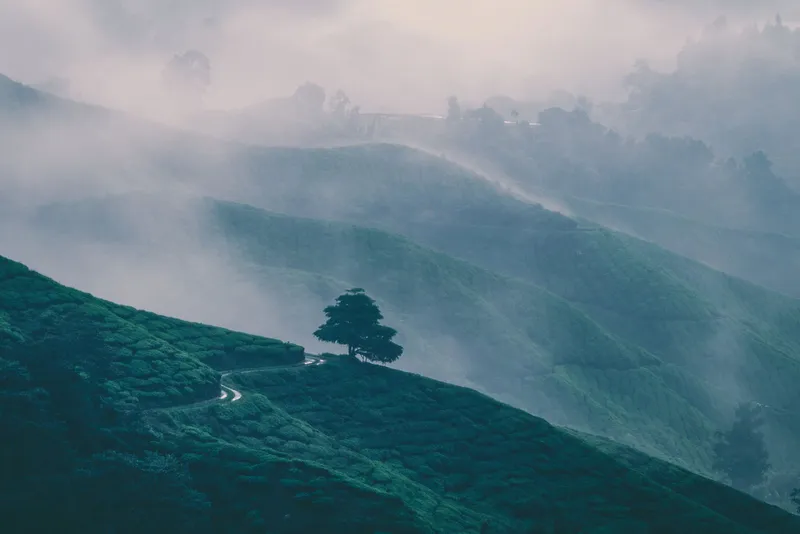 Misty green hills with a lone tree on a ridge