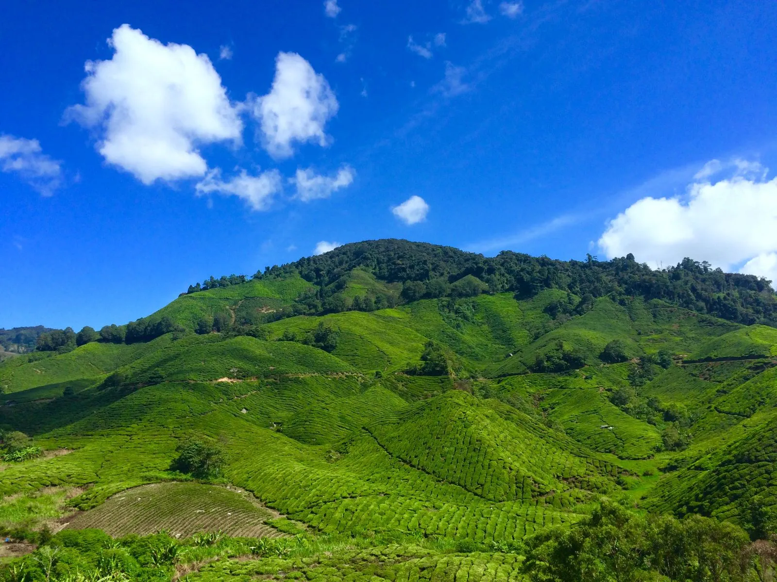Hillside covered in tea bushes under a blue sky with white clouds