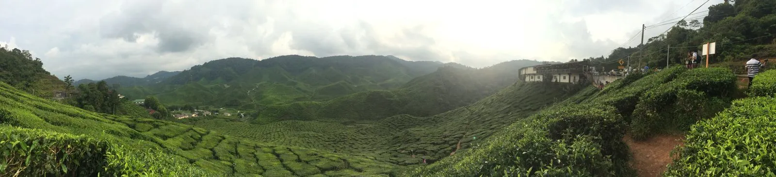 Wide view of tea fields with mist over the valley