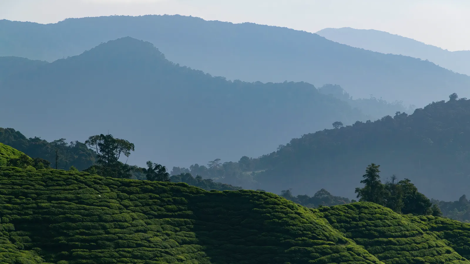 Tea fields in the foreground with misty blue mountain ranges behind
