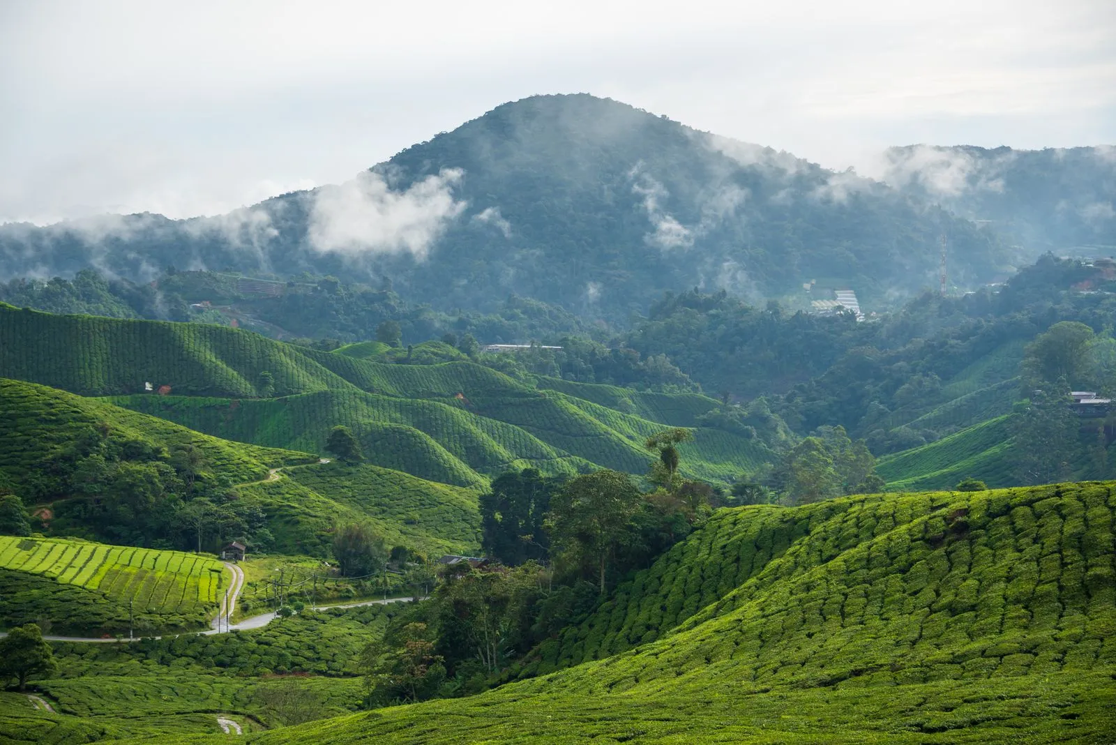 Tea fields on rolling hills with cloud over the mountain behind