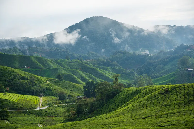 Tea fields on rolling hills with cloud over the mountain behind