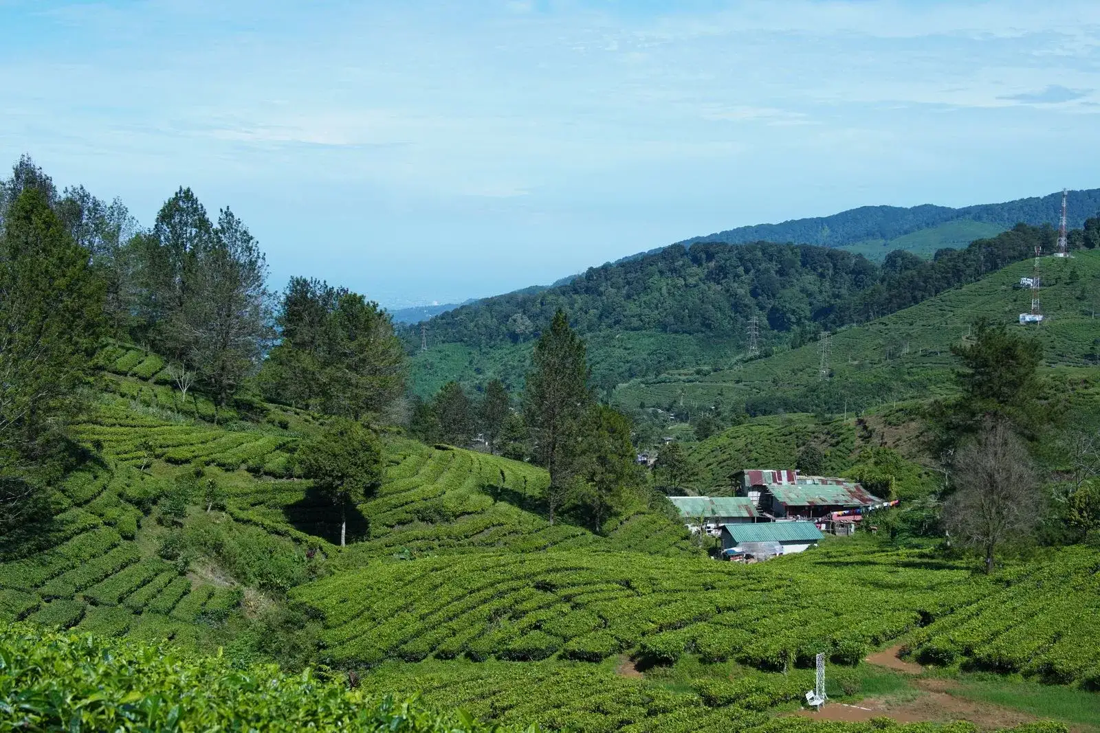 Tea fields with farmhouses and pine trees in a green valley