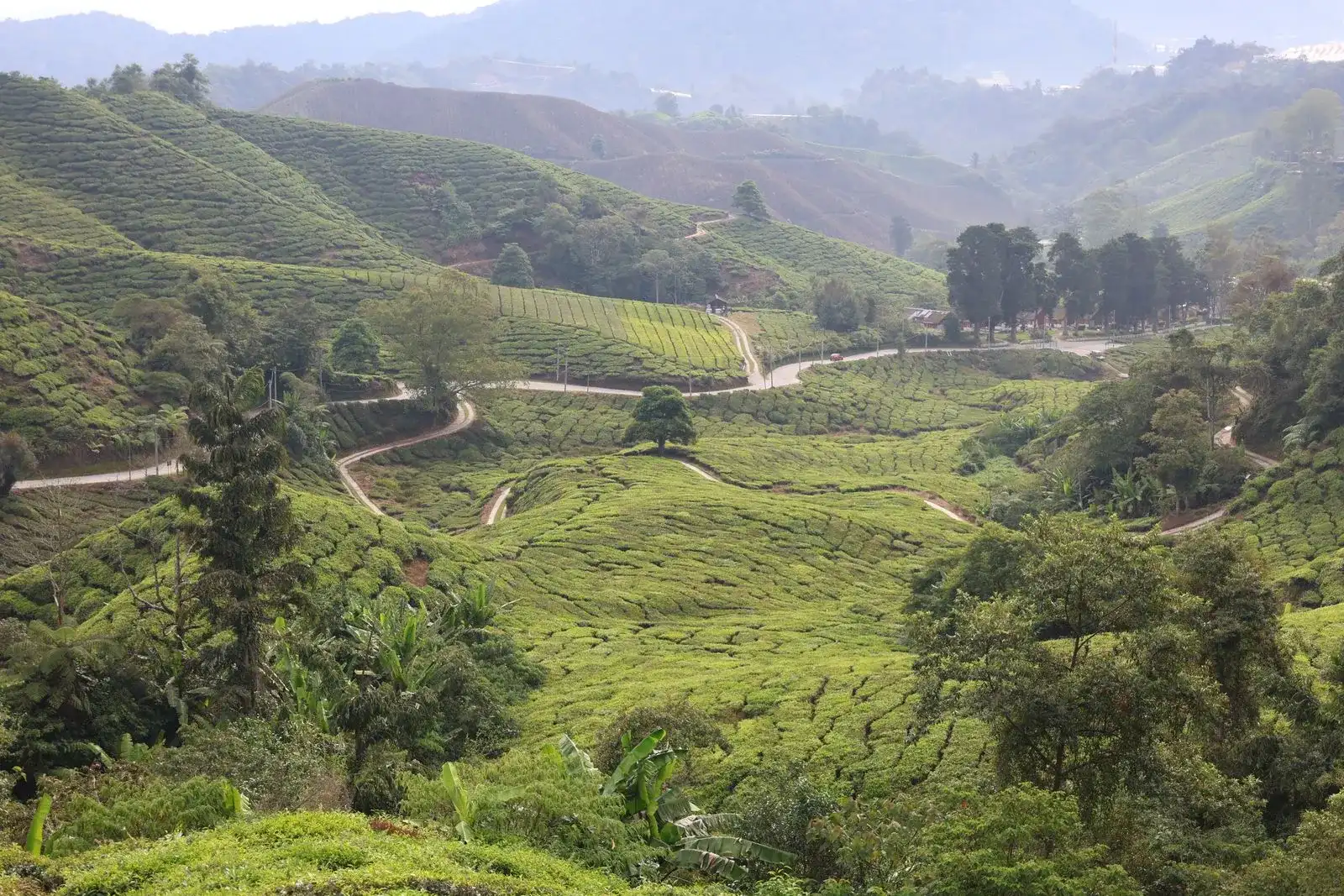 Wide valley of tea fields crossed by winding tracks