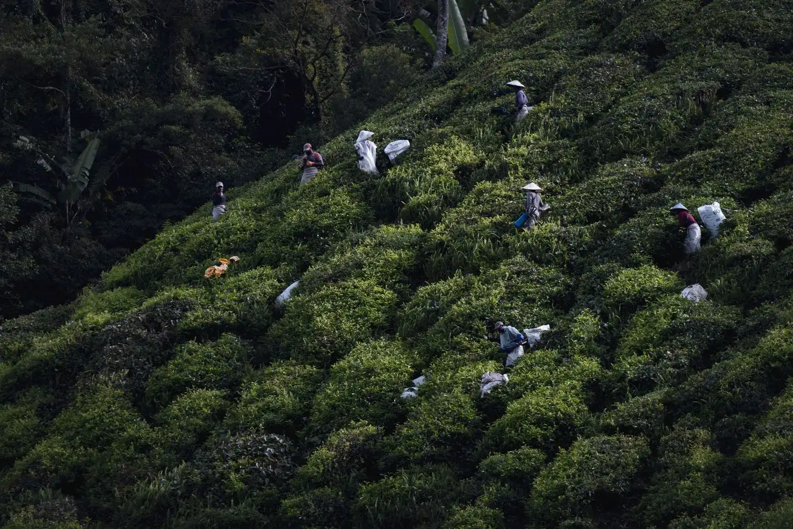 Tea pickers with sacks working across a steep slope of tea bushes