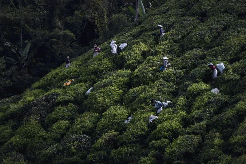 Tea pickers with sacks working across a steep slope of tea bushes
