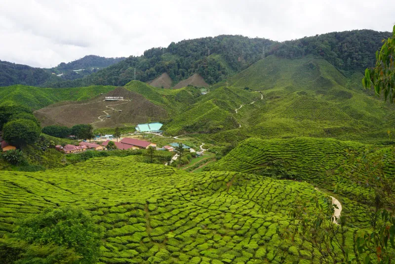 Tea fields around red-roofed buildings, with a Cameron Valley Tea sign on the hill