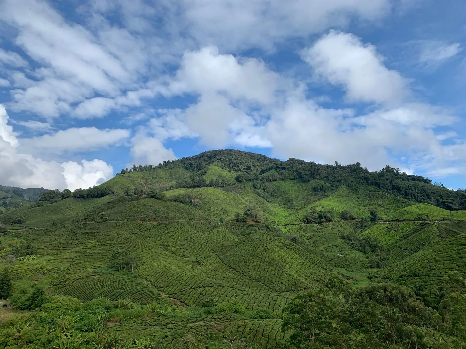Tea-covered hill under a blue sky with scattered clouds