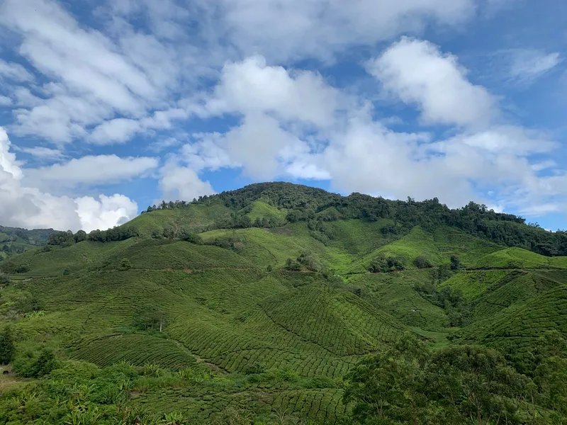 Tea-covered hill under a blue sky with scattered clouds