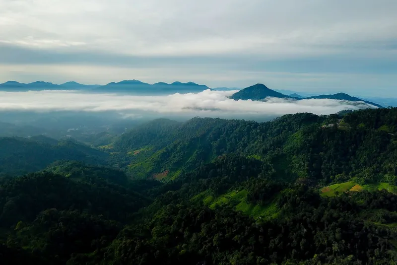 Forested ridges above a layer of low cloud, peaks on the horizon