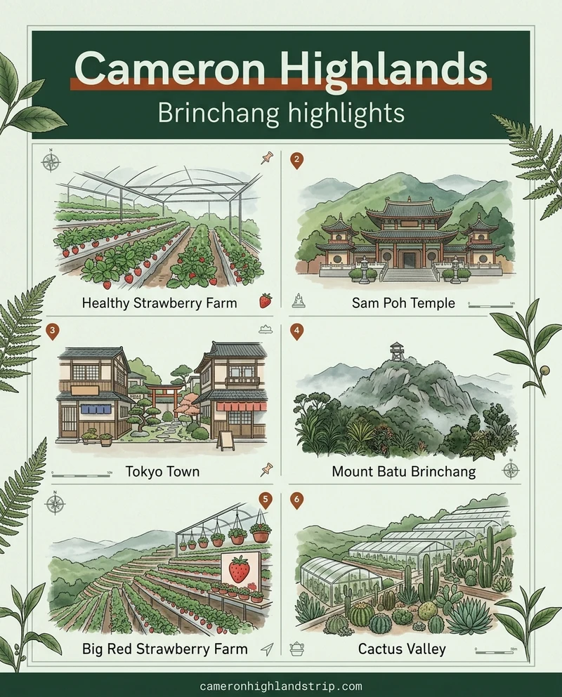Illustrated poster: Cameron Highlands, Brinchang highlights. Healthy Strawberry Farm, Sam Poh Temple, Tokyo Town, Mount Batu Brinchang, Big Red Strawberry Farm, Cactus Valley. cameronhighlandstrip.com.