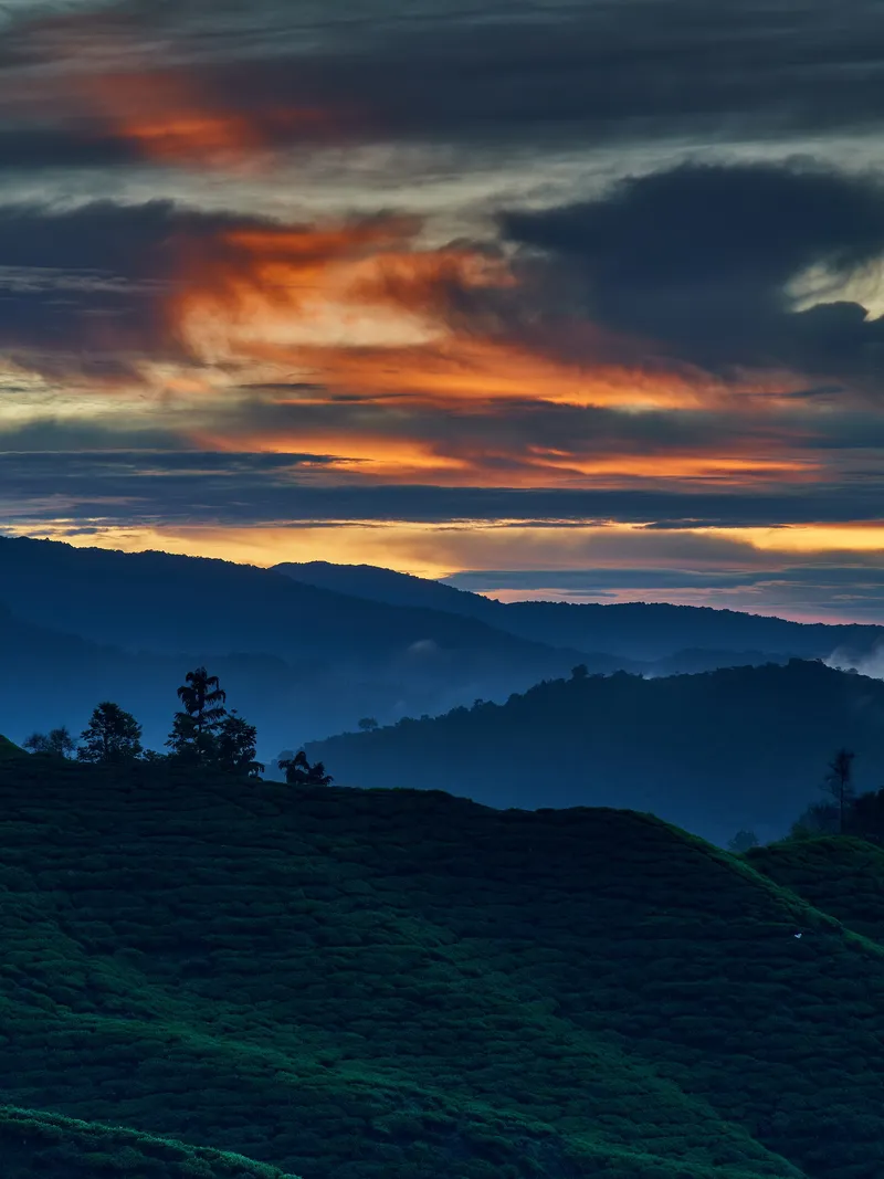 Orange sunset clouds over hills and tea fields at BOH Sungai Palas