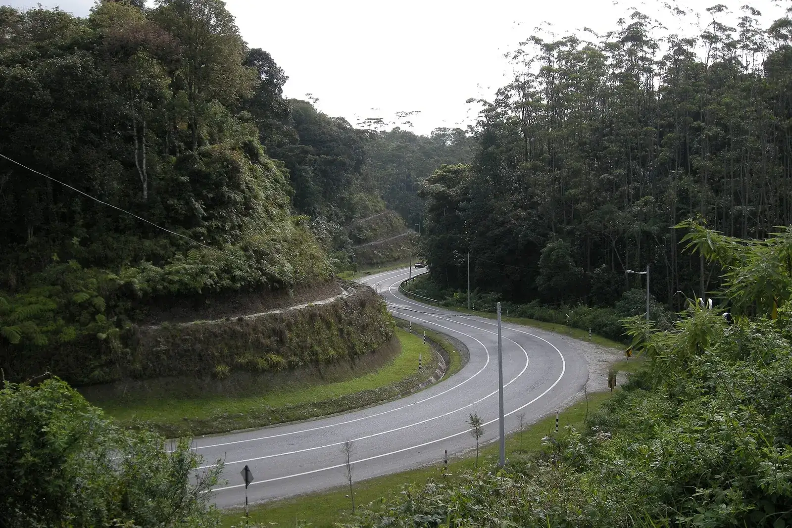 Curving road through tall forest near Tanah Rata