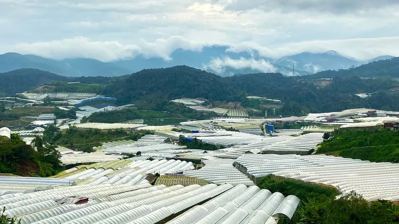 Plastic greenhouses covering the slopes at Kampung Raja, mountains behind