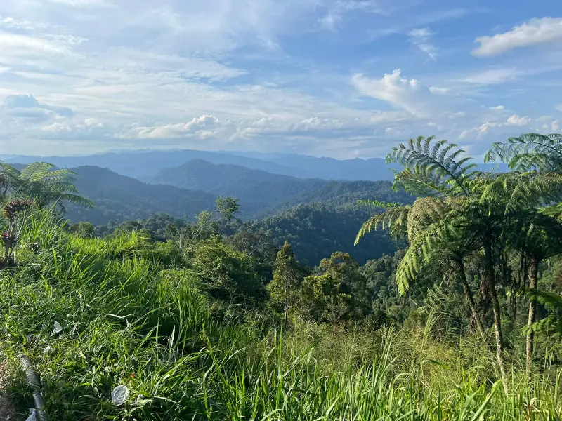 View over forested ridges with tree ferns and tall grass in front