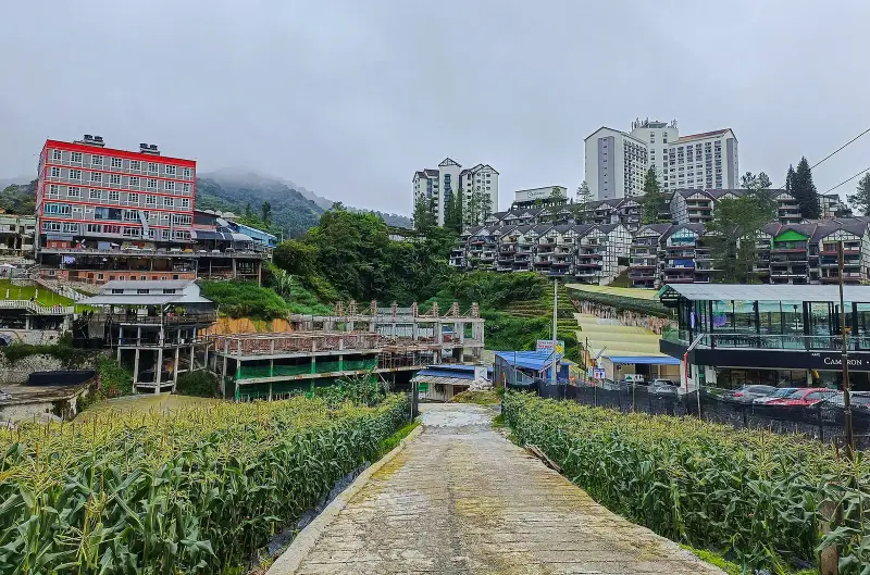 Path between rows of corn at Kea Farm, hotels on the hill behind
