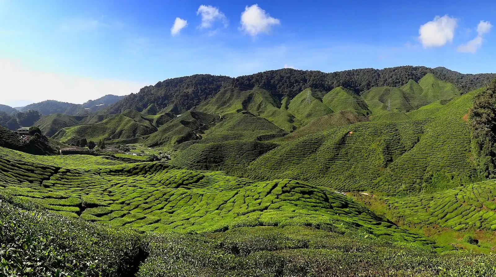 Tea fields on rolling hills at the Bharat estate near Tanah Rata