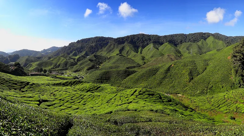 Tea fields on rolling hills at the Bharat estate near Tanah Rata