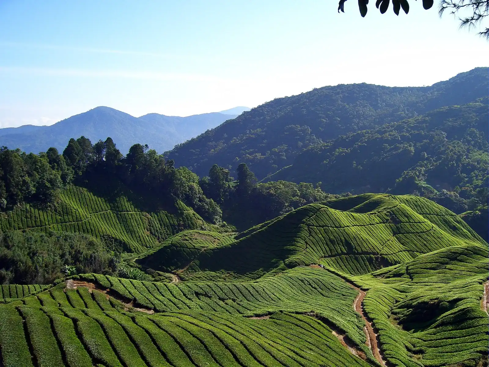 Tea fields on rolling hills under a clear sky, mountains behind