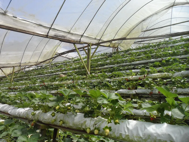 Strawberry plants in raised beds inside a greenhouse in Brinchang