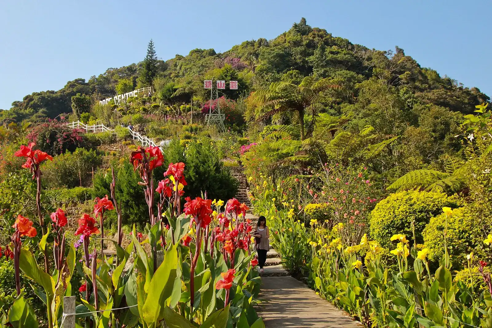Red and yellow canna flowers along a stepped path up a garden hill