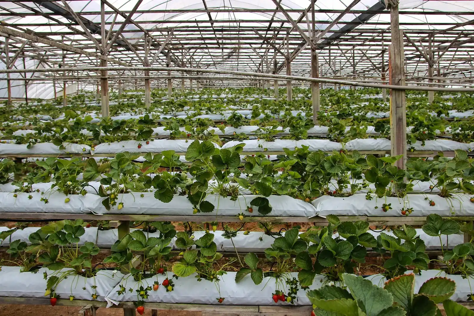 Rows of strawberry plants in raised white beds inside a greenhouse