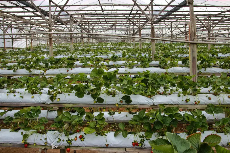 Rows of strawberry plants in raised white beds inside a greenhouse