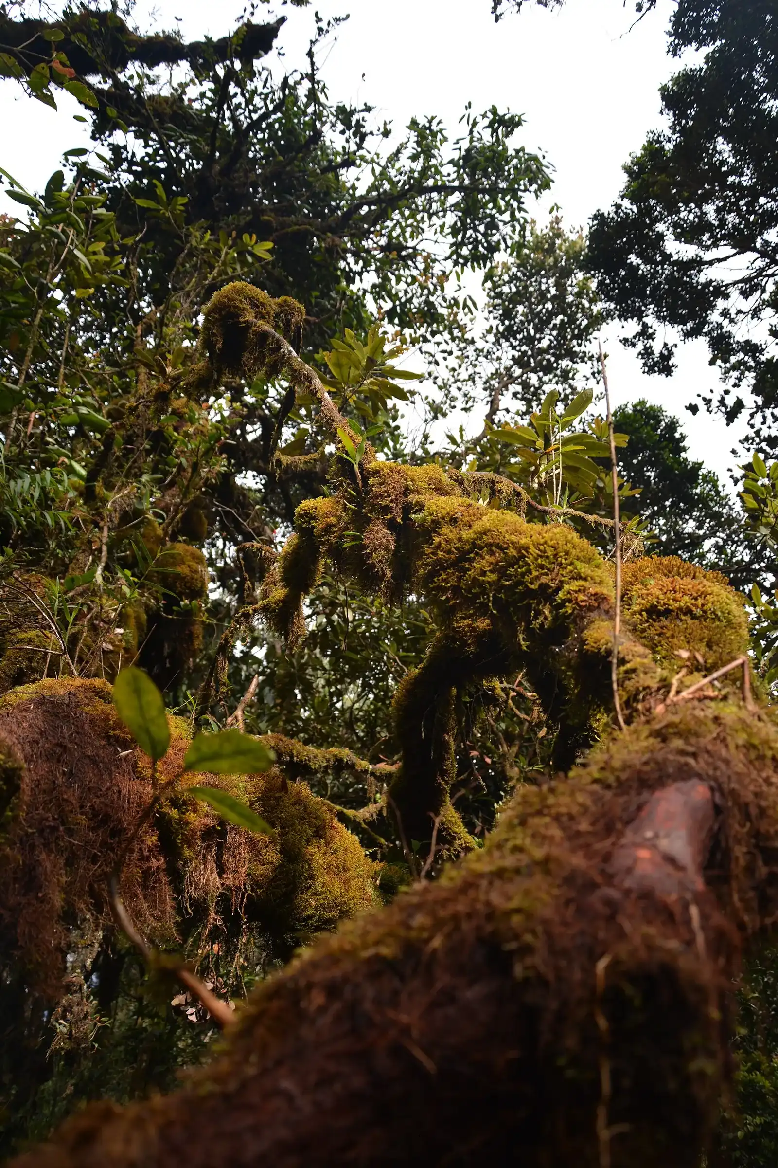 Moss-covered branches and ferns in the mossy cloud forest