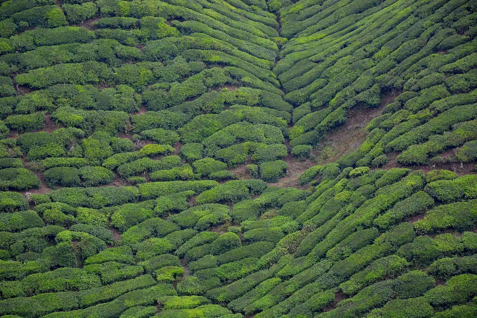 Tea bushes seen from above, covering a hillside