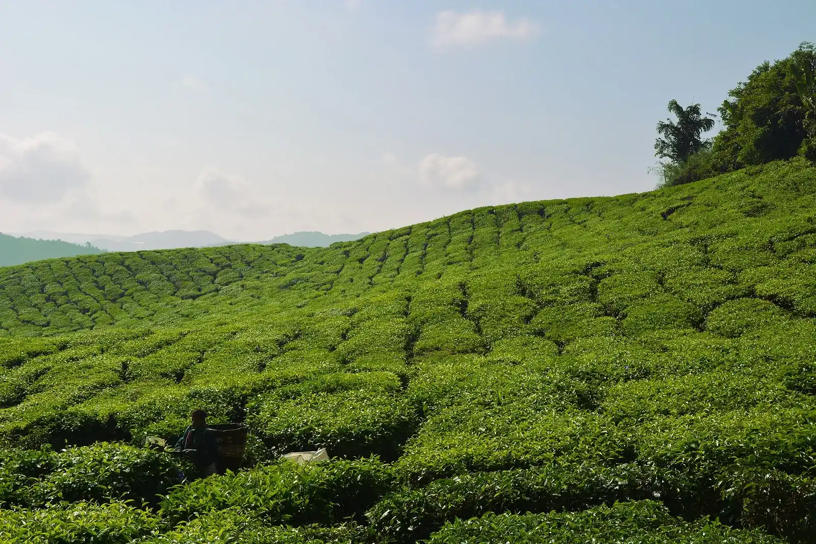 Tea bushes covering a gentle slope under a pale sky