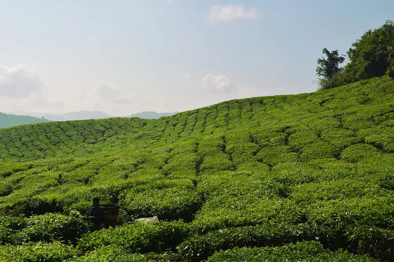 Tea bushes covering a gentle slope under a pale sky
