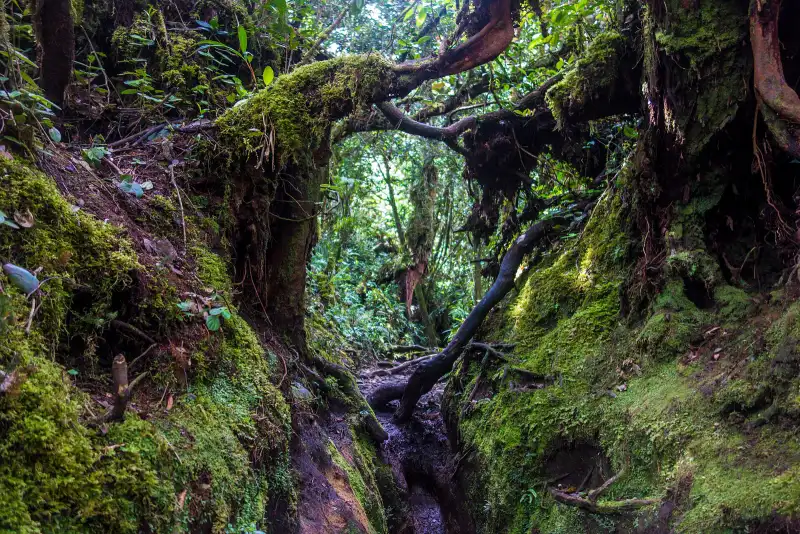 Moss-covered trunks around a muddy trail on Gunung Irau