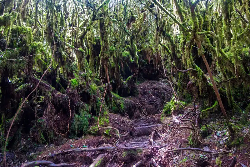 Moss-draped trees around a rooty trail on Gunung Irau