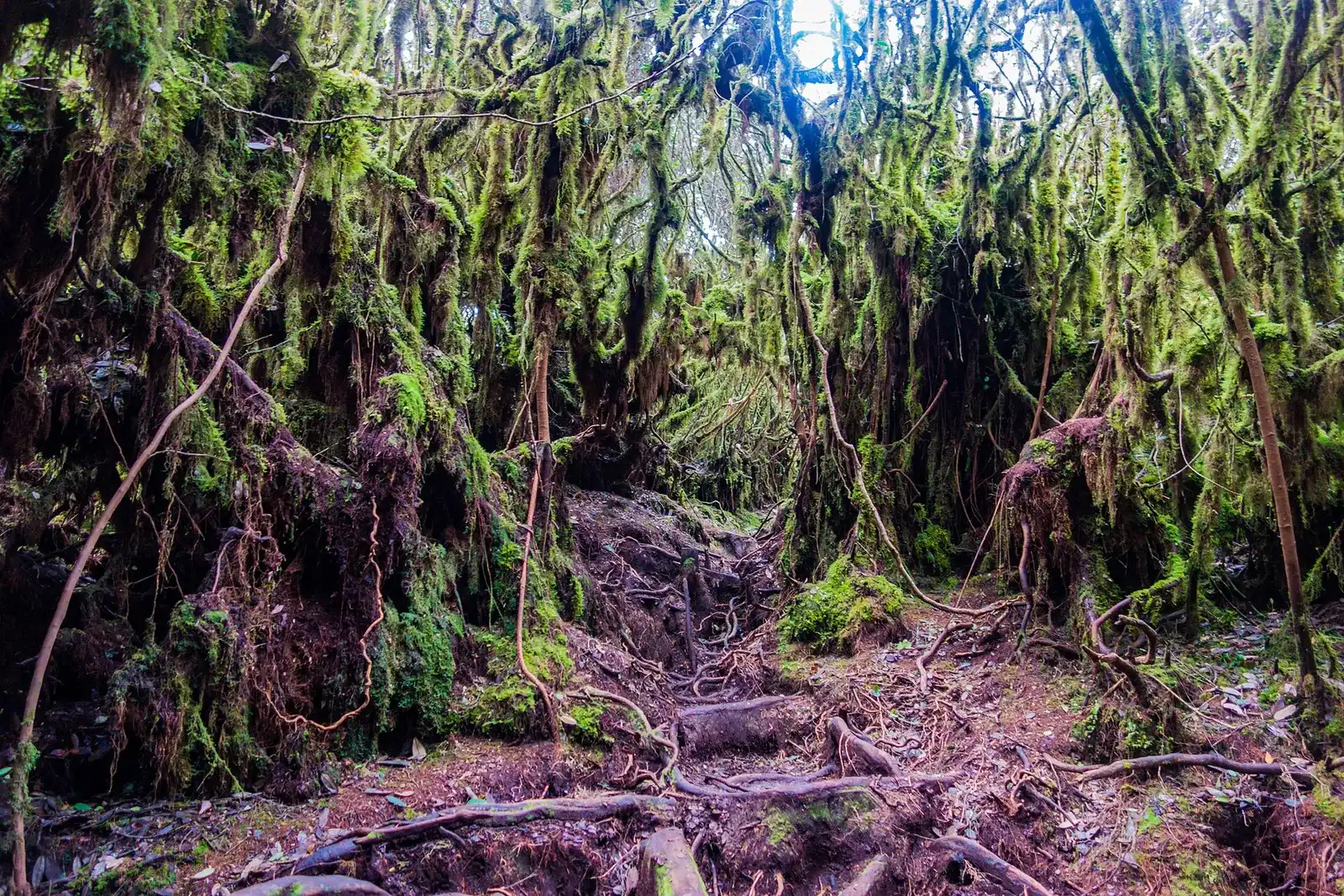 Moss-hung trees and a root-covered trail on Gunung Irau