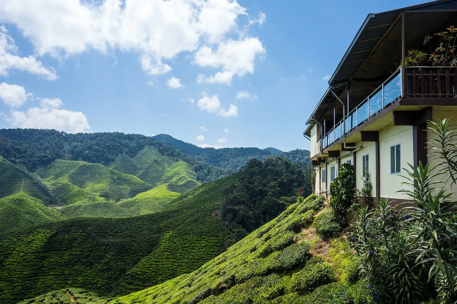 A building with a balcony on the edge of a tea slope, hills behind