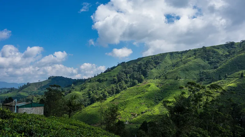 Tea-covered hills under a blue sky with white clouds
