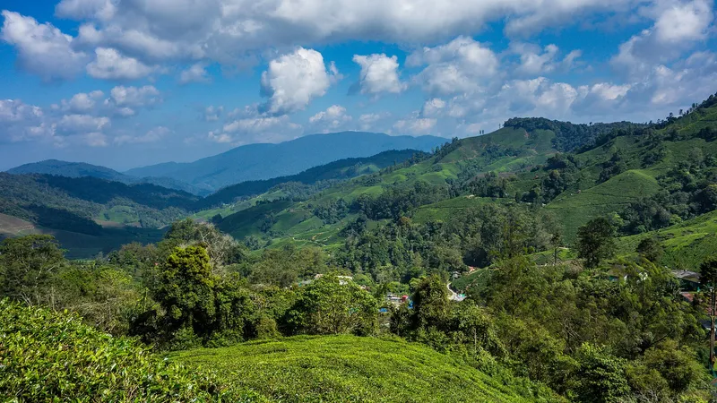 Tea fields and forest in a valley with mountains under a blue sky