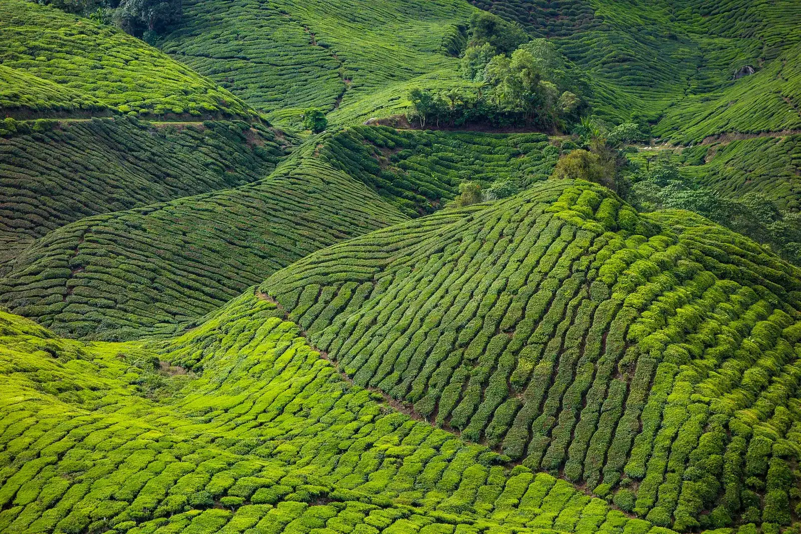 Tea rows covering steep folds of hillside