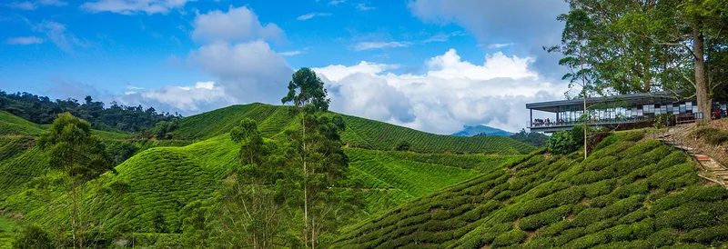 Tea hills and the BOH Sungai Palas tea centre on the right