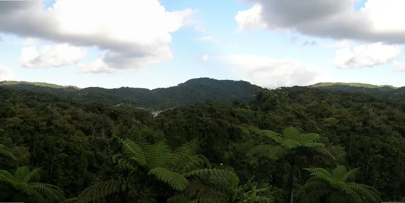 Forested hills and tree ferns under a partly cloudy sky