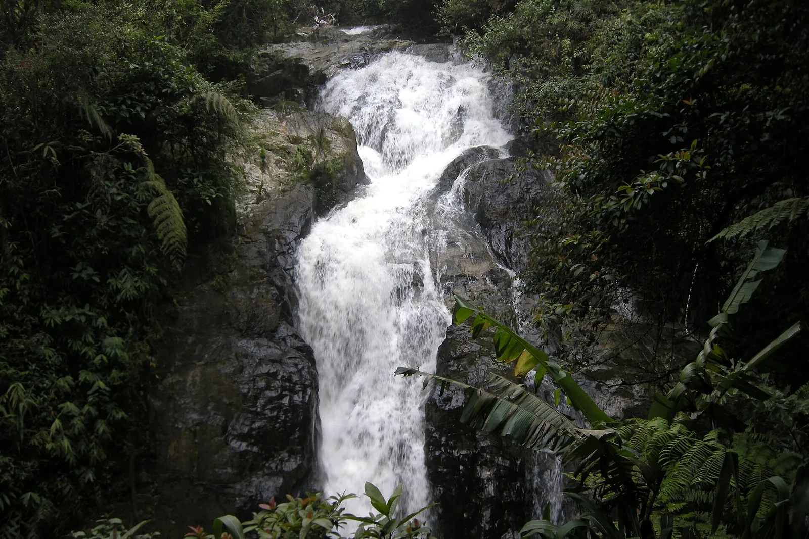 Waterfall dropping over dark rock in thick forest