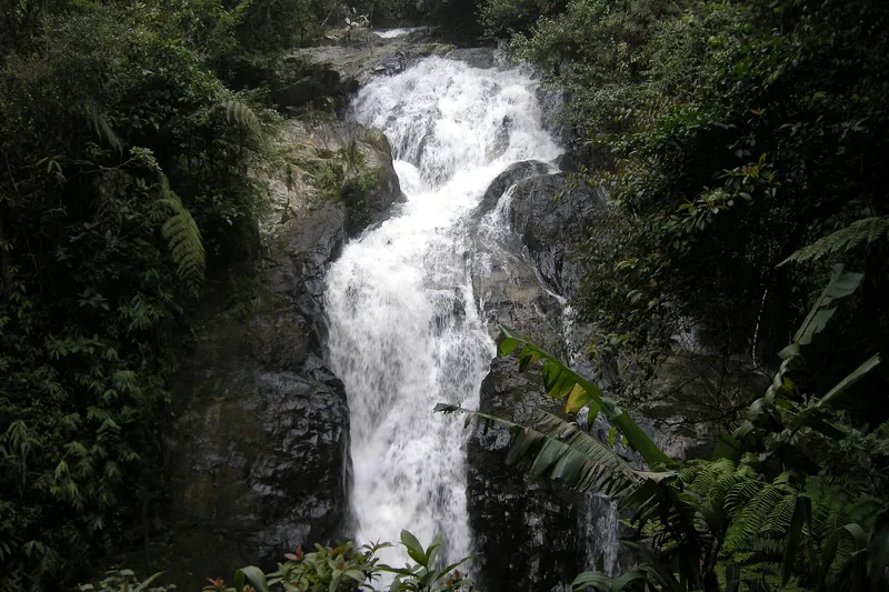Waterfall dropping over dark rock in thick forest