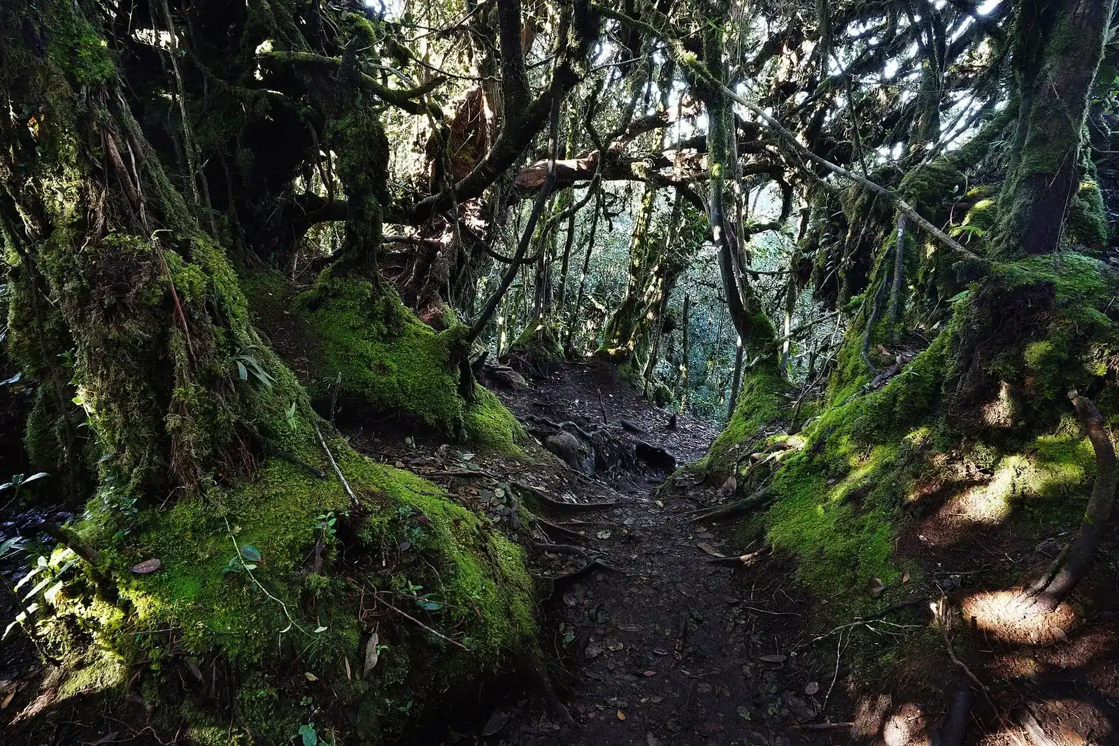 Narrow trail between moss-covered trunks in the mossy forest