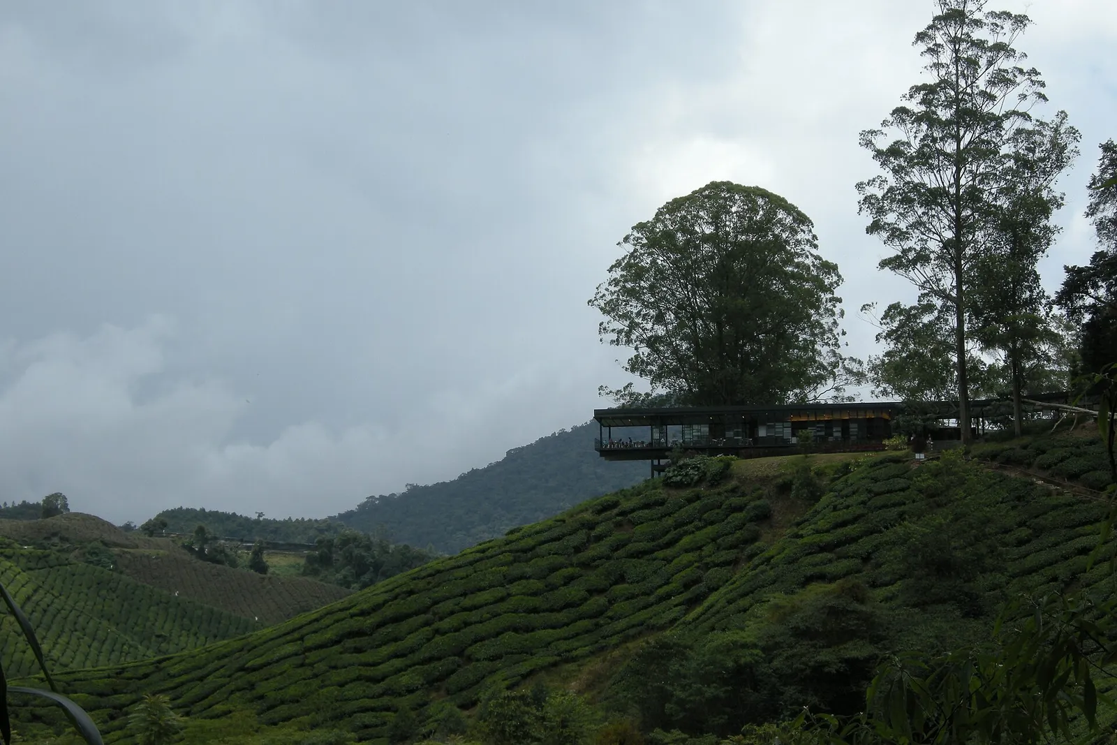 The BOH Sungai Palas tea centre on a hilltop above rows of tea