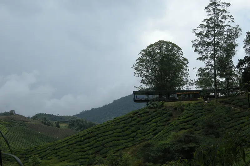 The BOH Sungai Palas tea centre on a hilltop above rows of tea